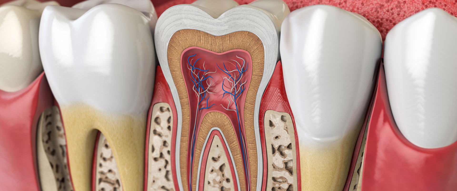 Image diagram of root canal